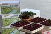 今日吉时高速赋能产业升级：一条“杨梅路”的致富密码